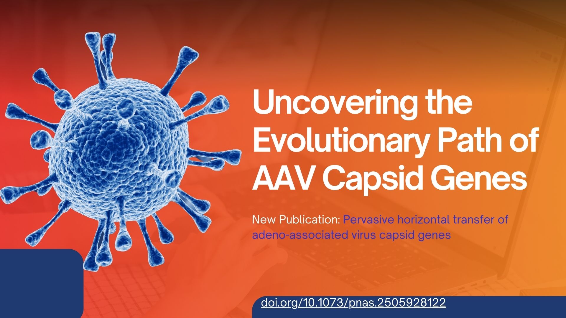 Uncovering the Evolutionary Path of AAV Capsid Genes